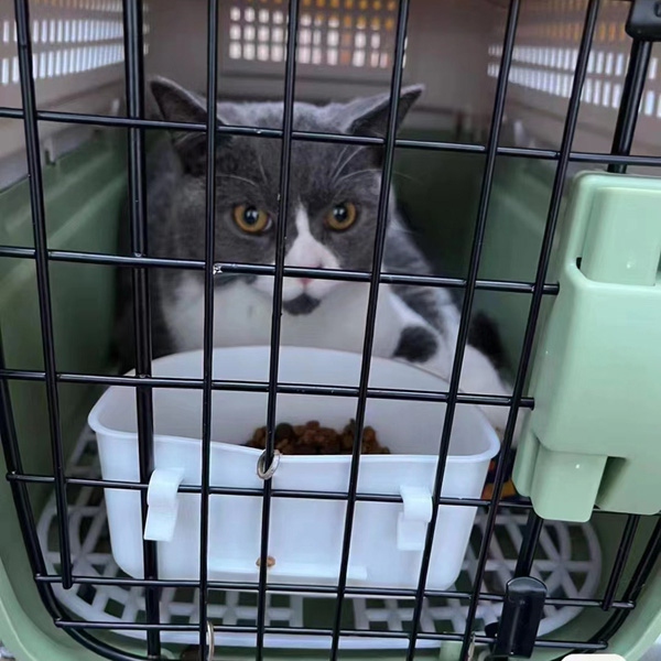 猫猫托运 (9).jpg