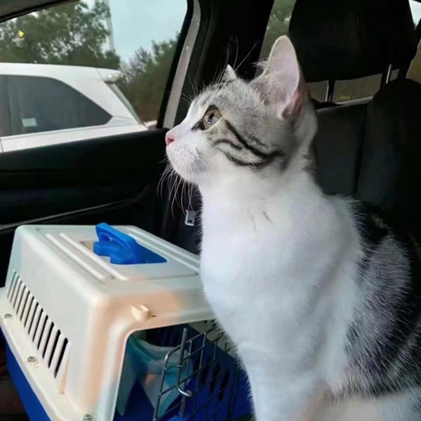猫猫托运 (8).jpg