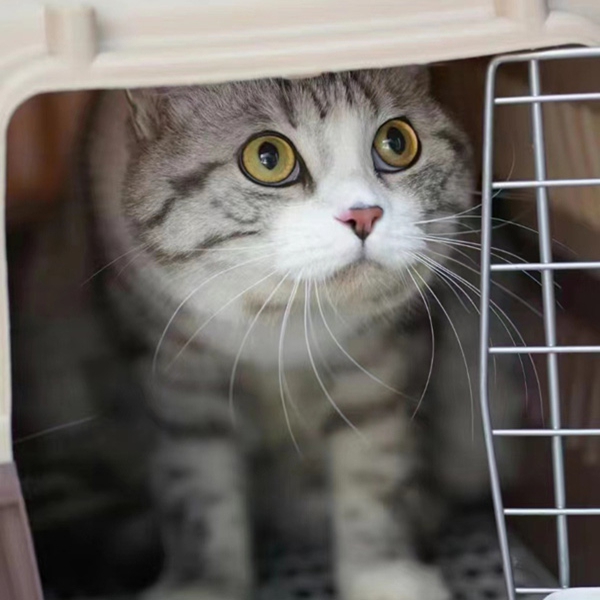 猫猫托运 (7).jpg