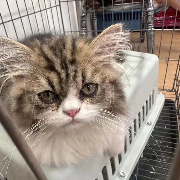 猫猫托运 (6).jpg