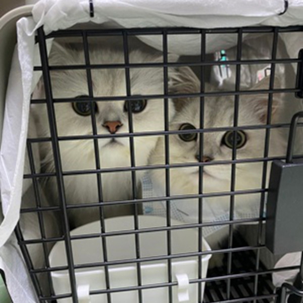 猫猫托运 (5).jpg