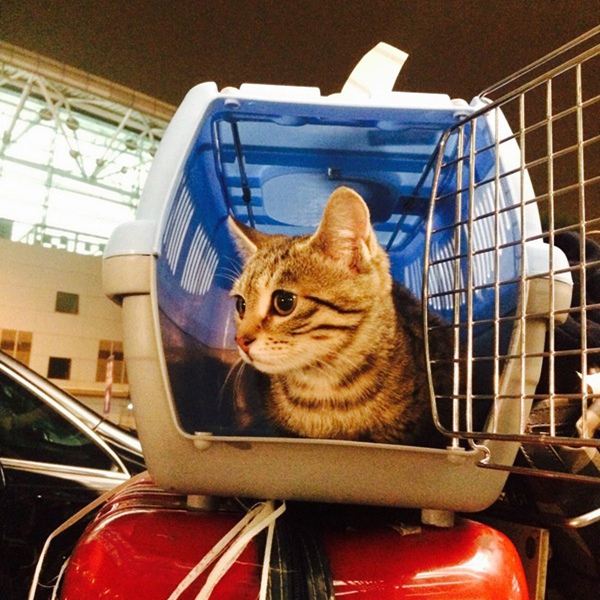 猫猫托运 (3).jpg
