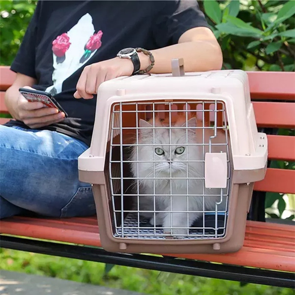 猫猫托运 (2).jpg