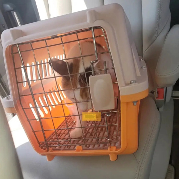 猫猫托运 (1).jpg