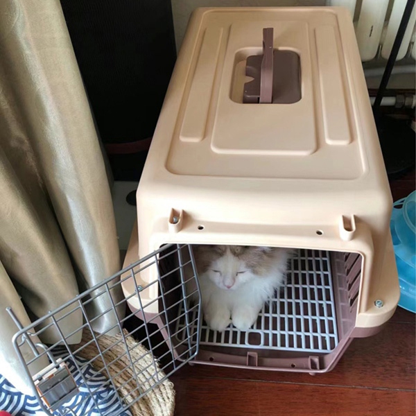 收到猫咪.jpg