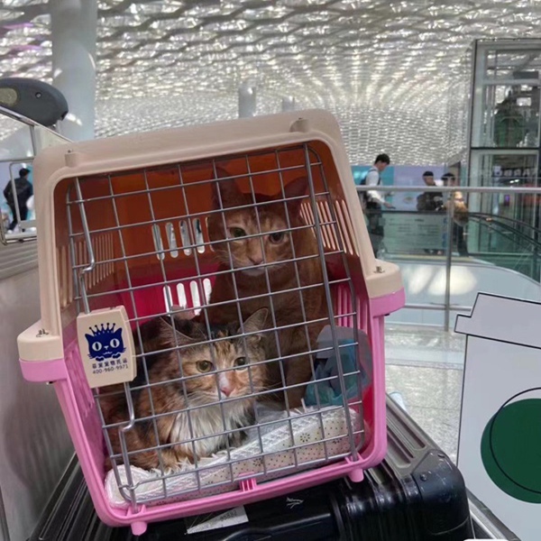 猫猫托运.jpg