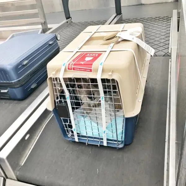 狗狗托运 (2).jpg